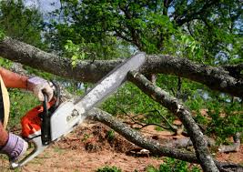 Best Tree Maintenance Programs  in Belen, NM