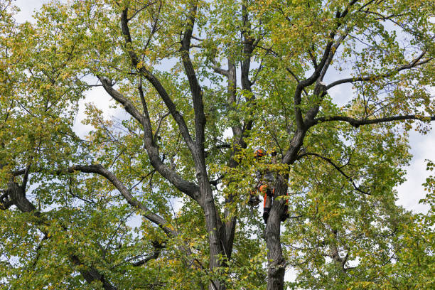 Best Leaf Removal  in Belen, NM